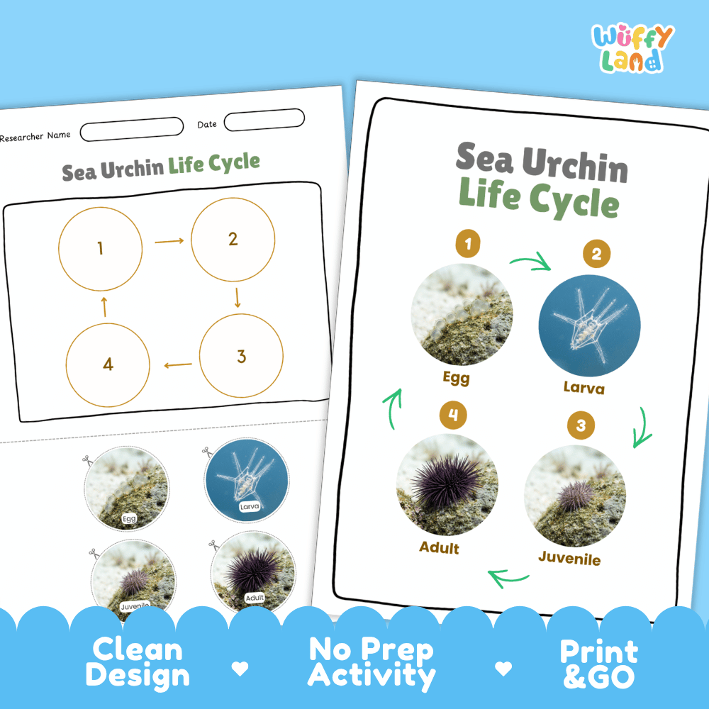 Sea Urchin Life Cycle Poster and Cut and Paste Activity Worksheets