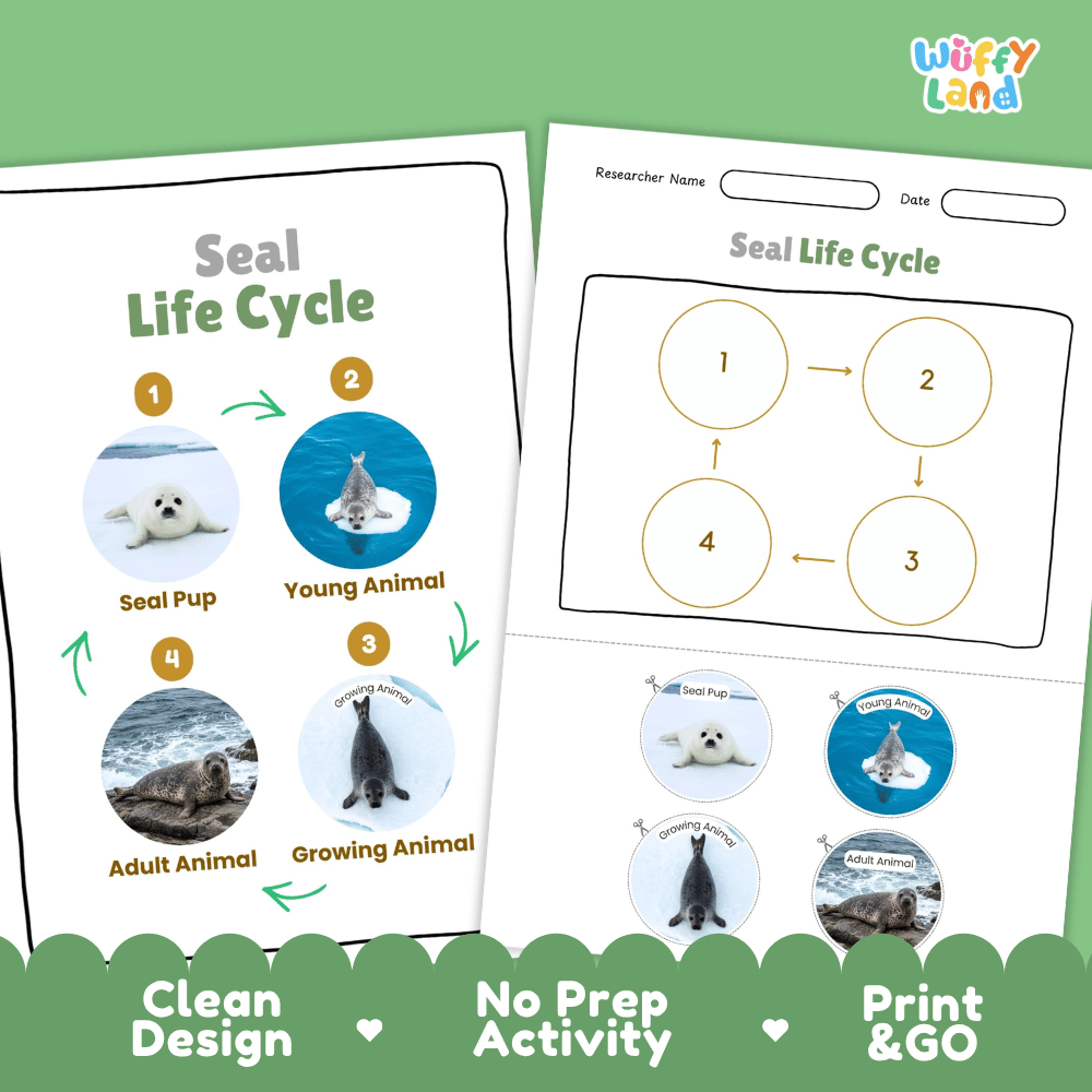 Seal Life Cycle Poster and Cut and Paste Activity Worksheets