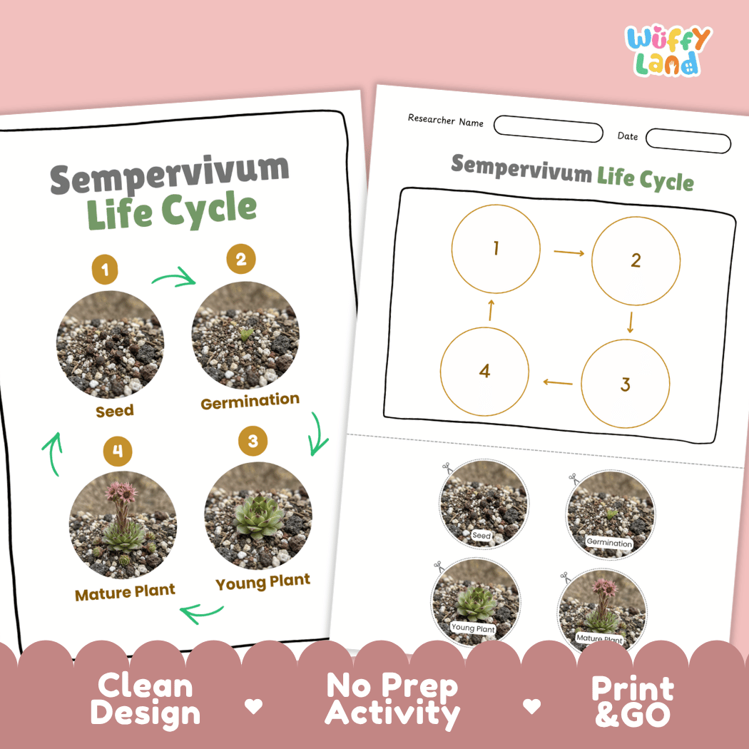 Sempervivum Life Cycle Poster and Cut and Paste Worksheet Activity