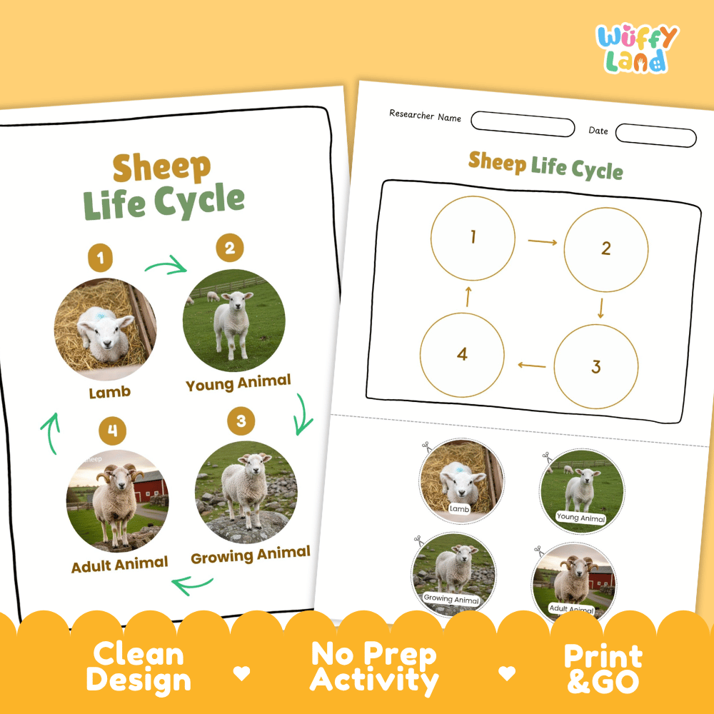 Sheep Lifecycle Poster and Cut and Paste Activity Worksheets | Farm Animal Science Printables
