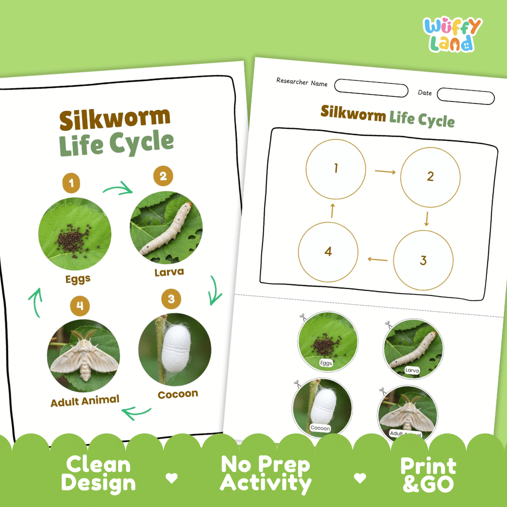 Silkworm Lifecycle Poster and Cut and Paste Activity Worksheets | Animal Science Printables