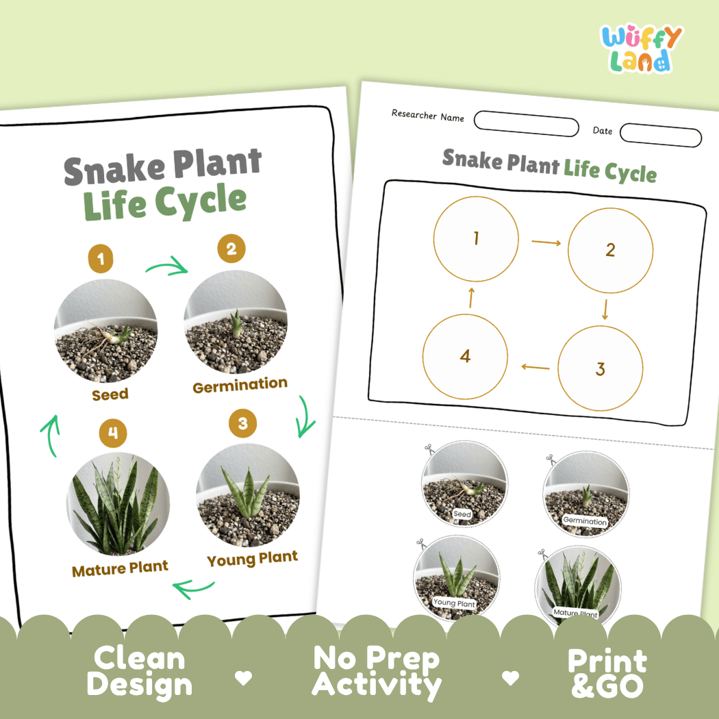 Snake Plant Life Cycle Poster and Cut and Paste Worksheet Activity