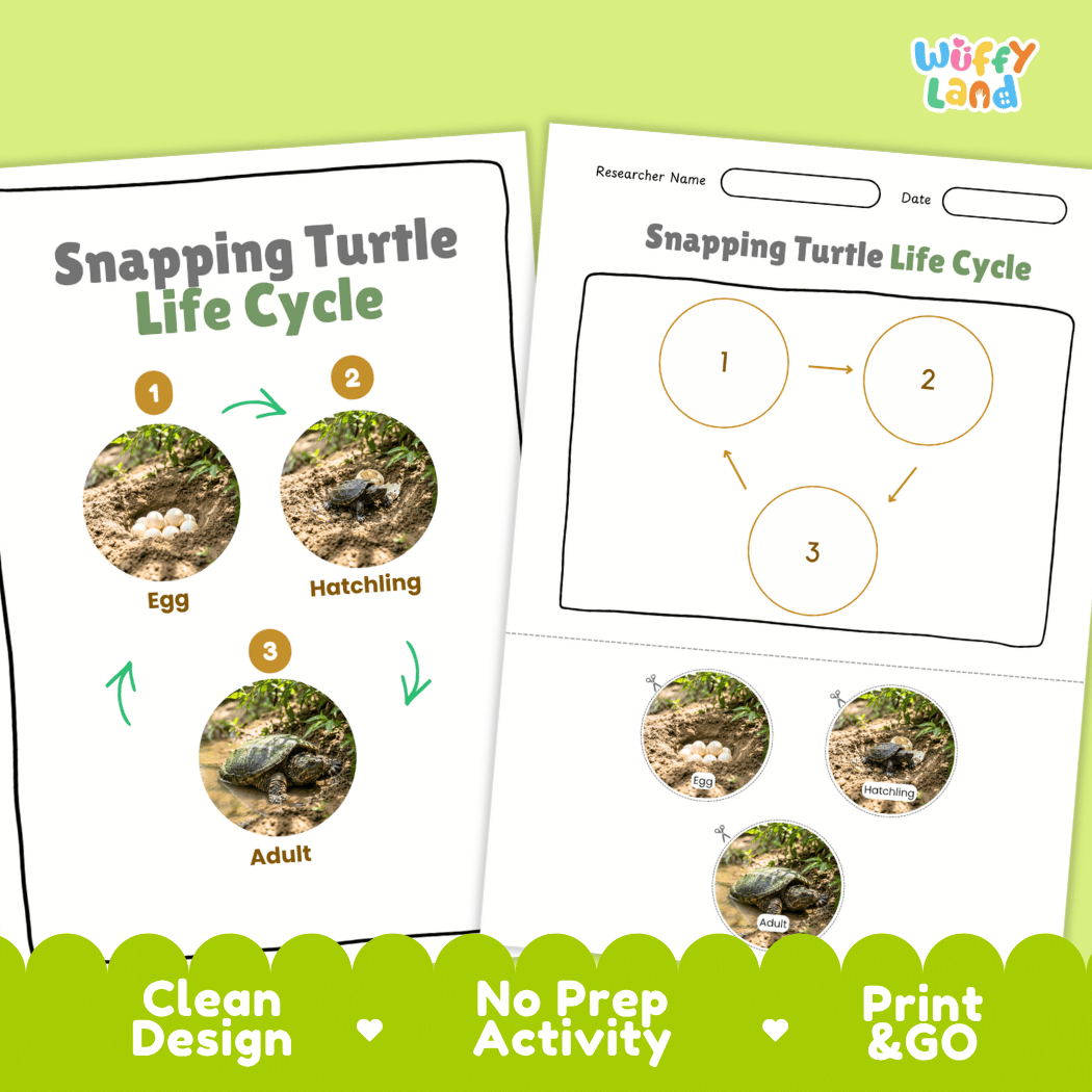 Snapping Turtle Life Cycle Poster and Cut and Paste Activity Worksheet