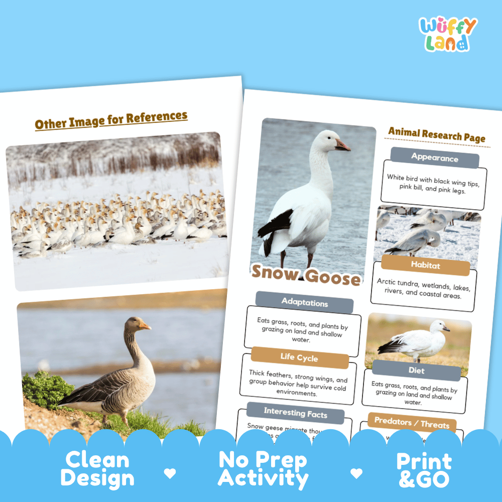 Snow Goose Animal Research Worksheets and Informational Fact Sheets