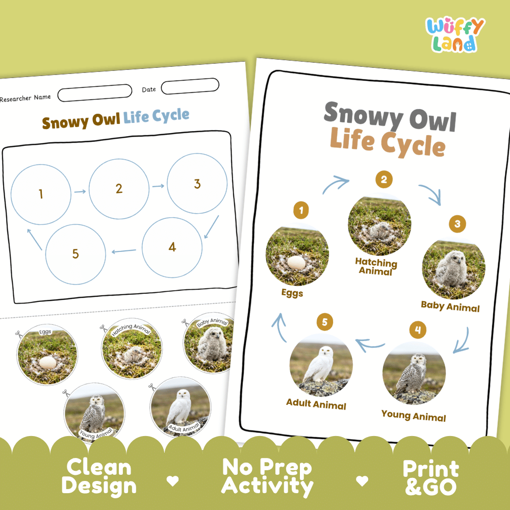 Snowy Owl Life Cycle Poster and Cut and Paste Worksheet Activity