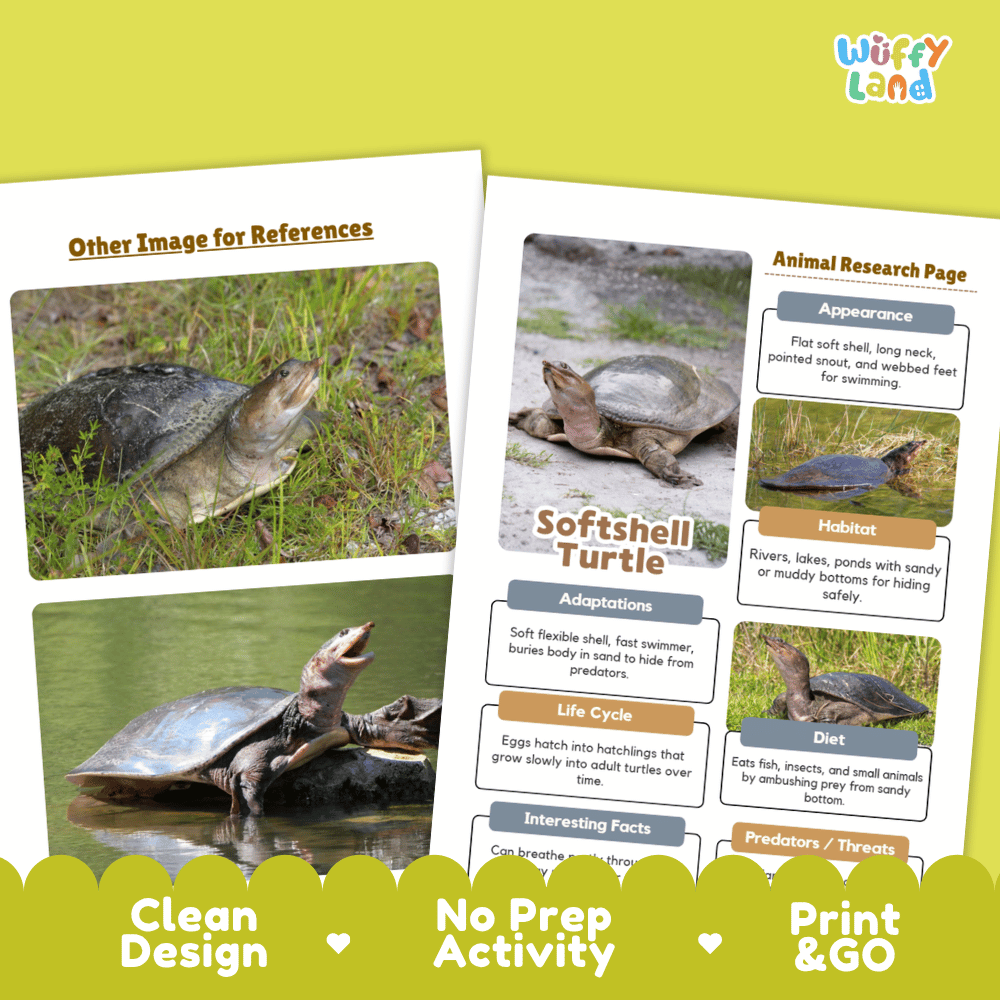 Softshell Turtle Animal Research Worksheets and Informational Fact Sheets