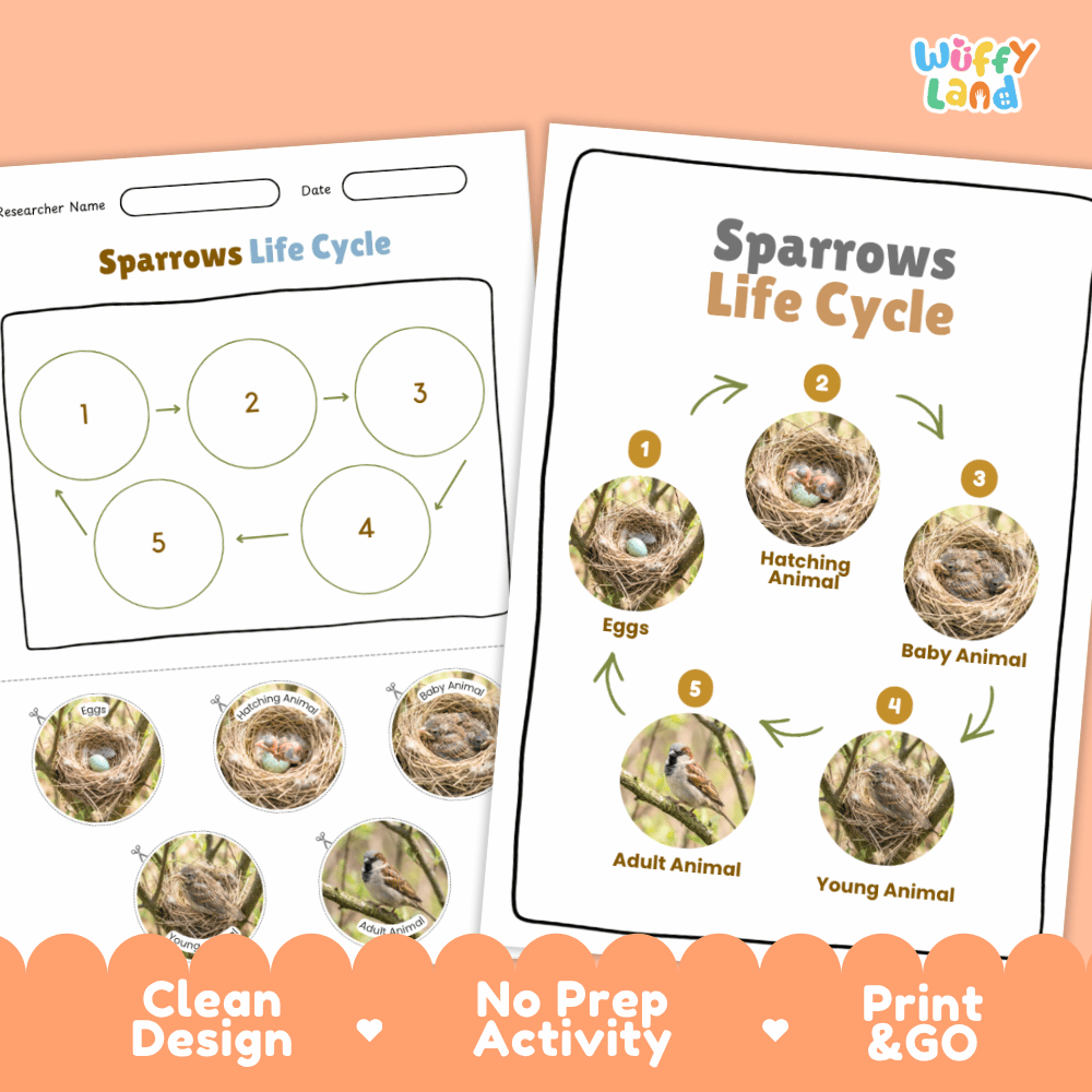 Sparrows Life Cycle Poster and Cut and Paste Worksheet Activity