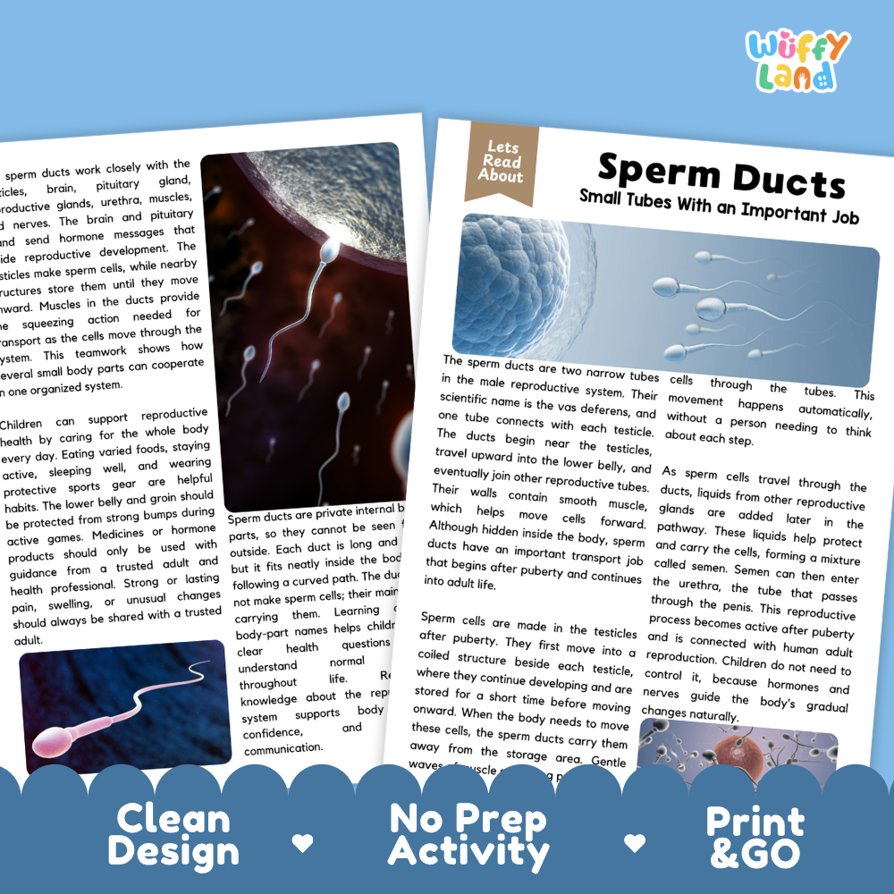 Teacher answer key page showing complete question solutions for Sperm Ducts human body reading comprehension practice