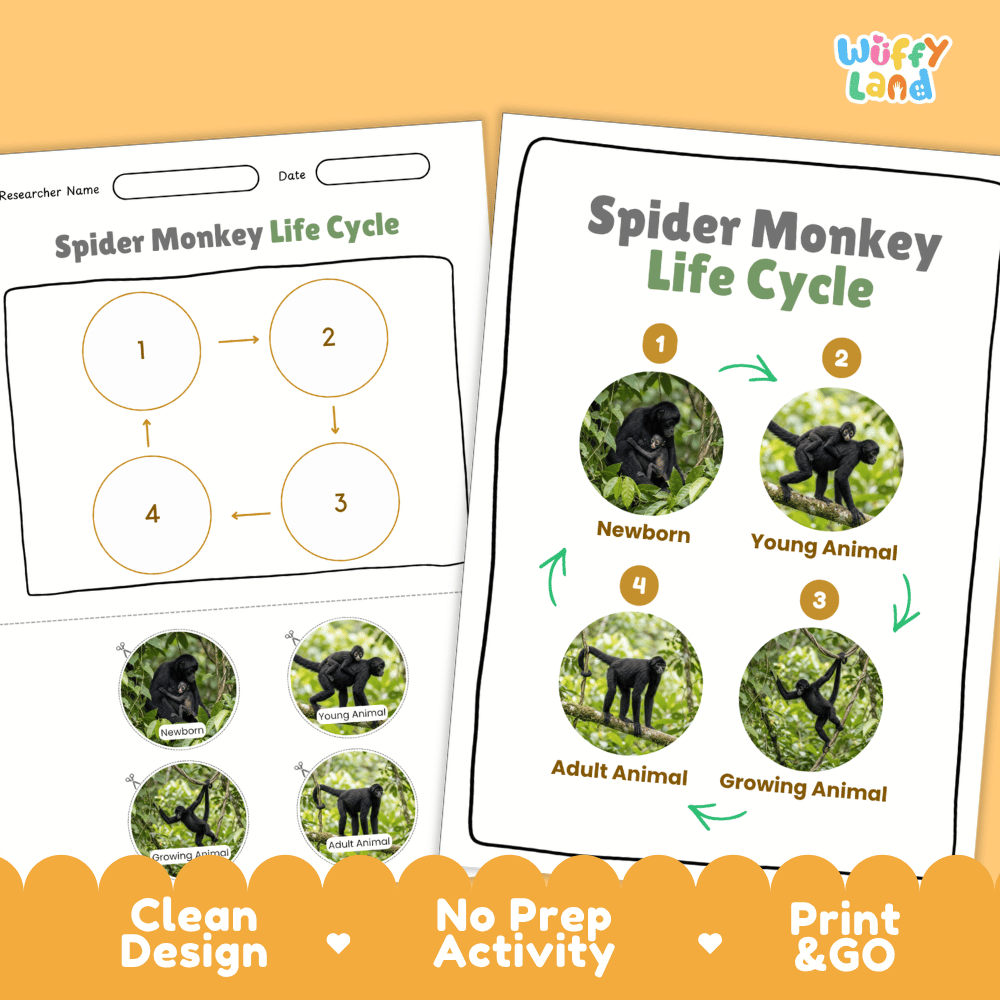 Spider Monkey Life Cycle Poster and Cut and Paste Activity Worksheets