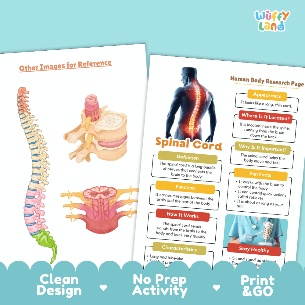 Spinal Cord Human Body Research Page Worksheets Anatomy Science Activity