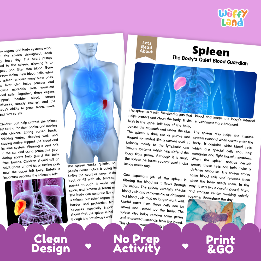 Teacher answer key page showing complete question solutions for Spleen human body reading comprehension practice