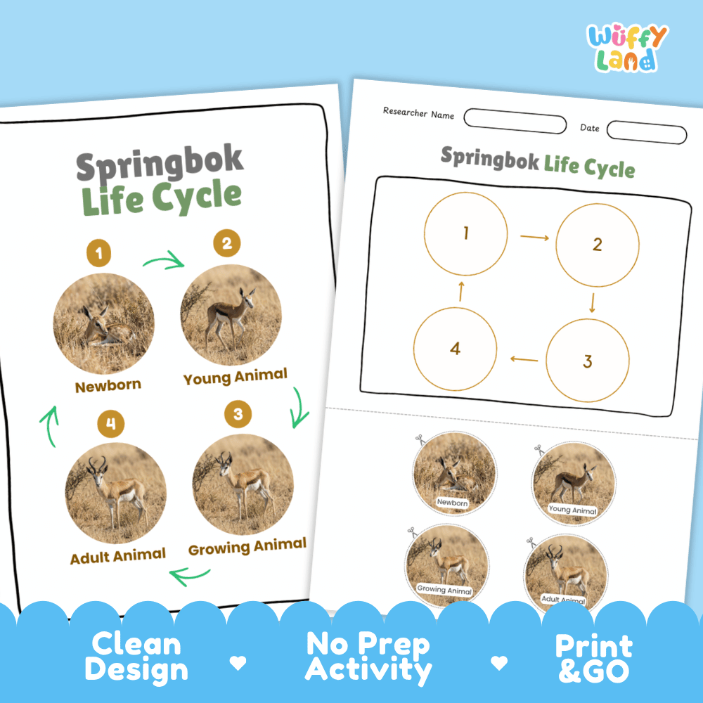 Springbok Life Cycle Poster and Cut and Paste Activity Worksheets