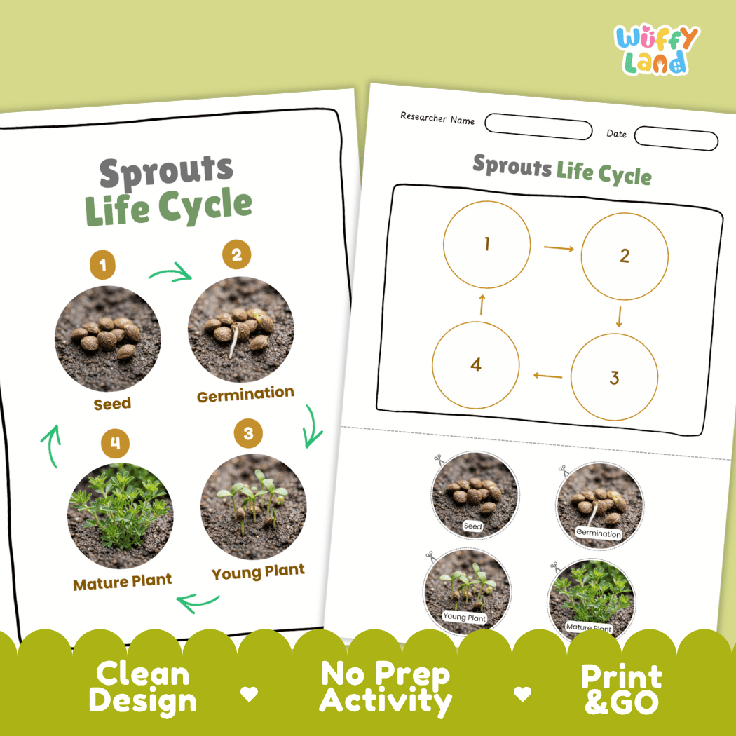 Sprouts Life Cycle Poster and Cut and Paste Activity Worksheet
