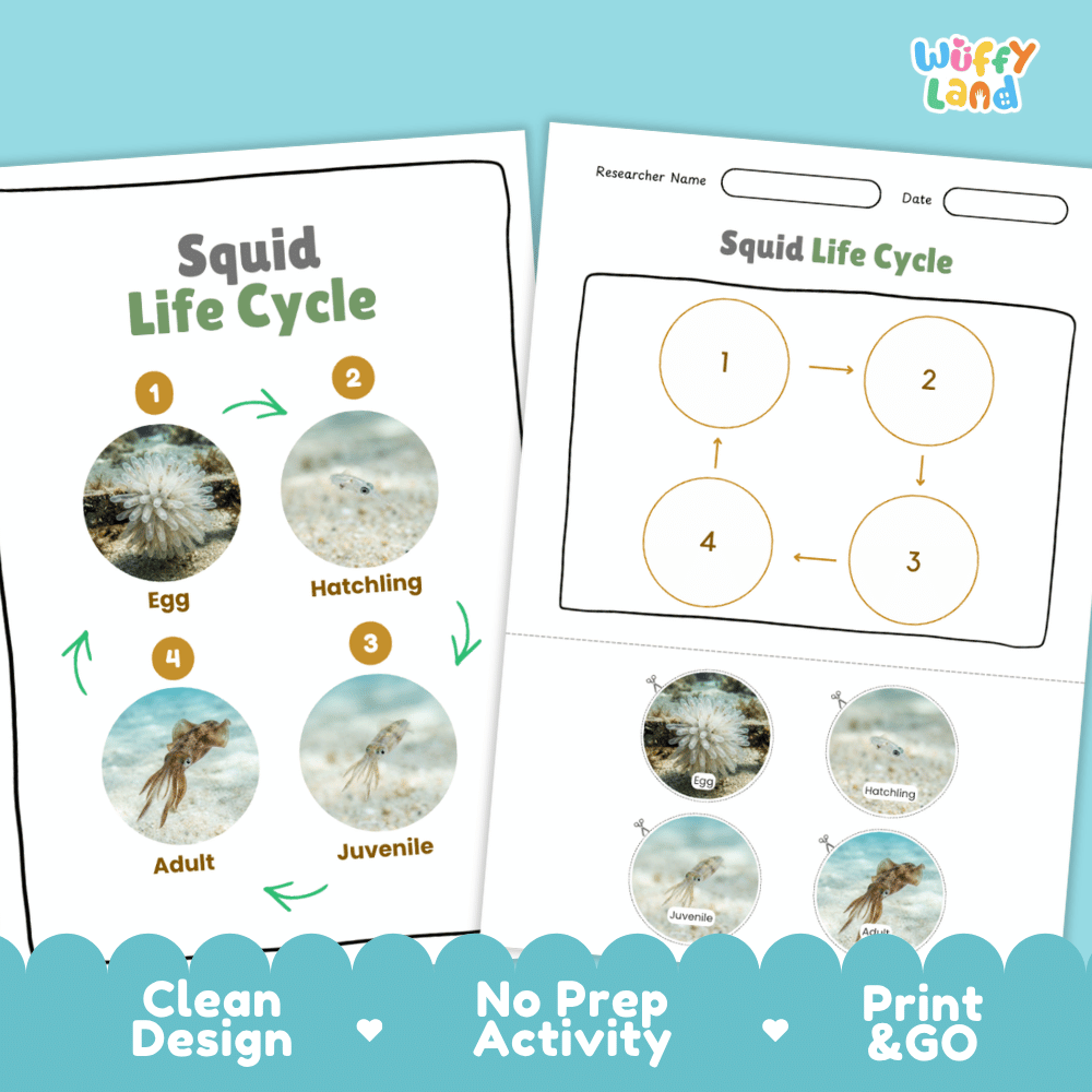 Squid Life Cycle Poster and Cut and Paste Activity Worksheets