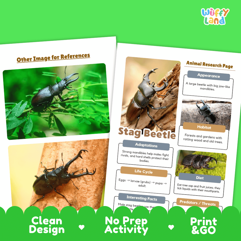 Stag Beetle Animal Research Worksheets and Informational Fact Sheets