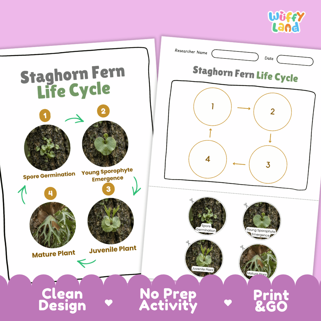 Staghorn Fern Life Cycle Poster and Cut and Paste Activity Worksheet