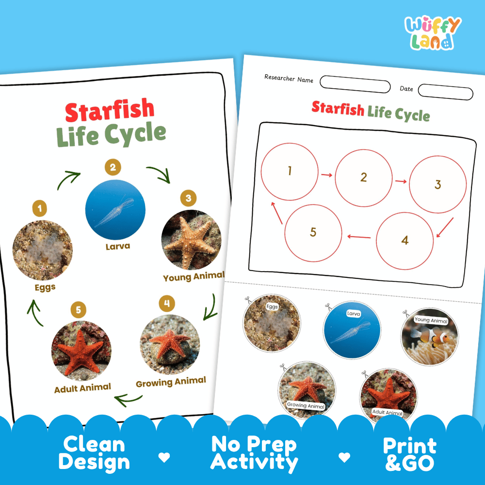 Starfish Life Cycle Poster and Cut and Paste Activity Worksheets