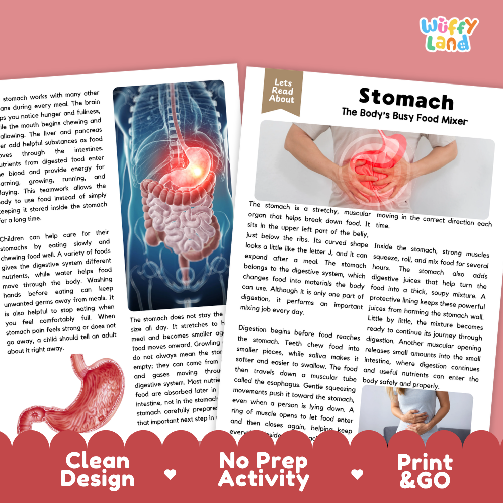Teacher answer key page showing complete question solutions for Stomach human body reading comprehension practice