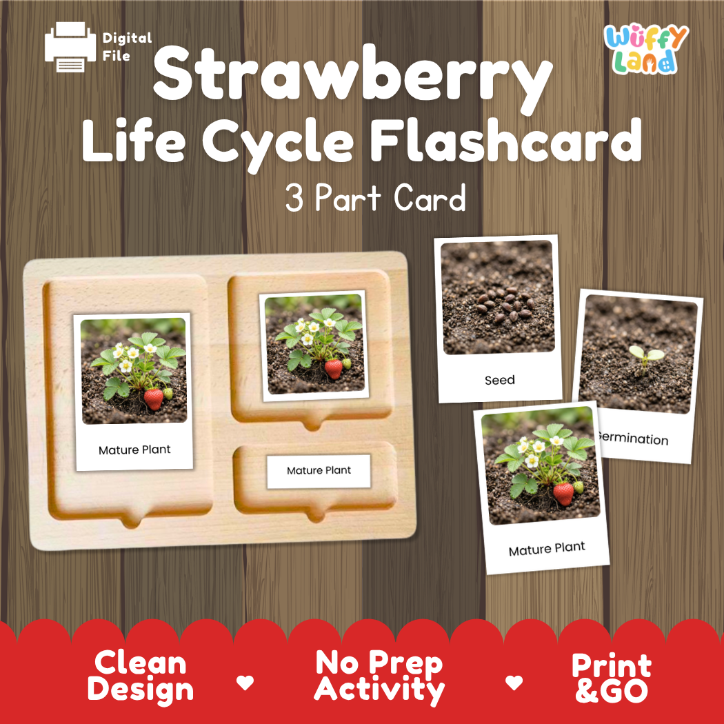 Montessori three-part cards featuring real photographs of strawberry plant growth stages including mature plant, young plant, and germination 🗂️🏷️