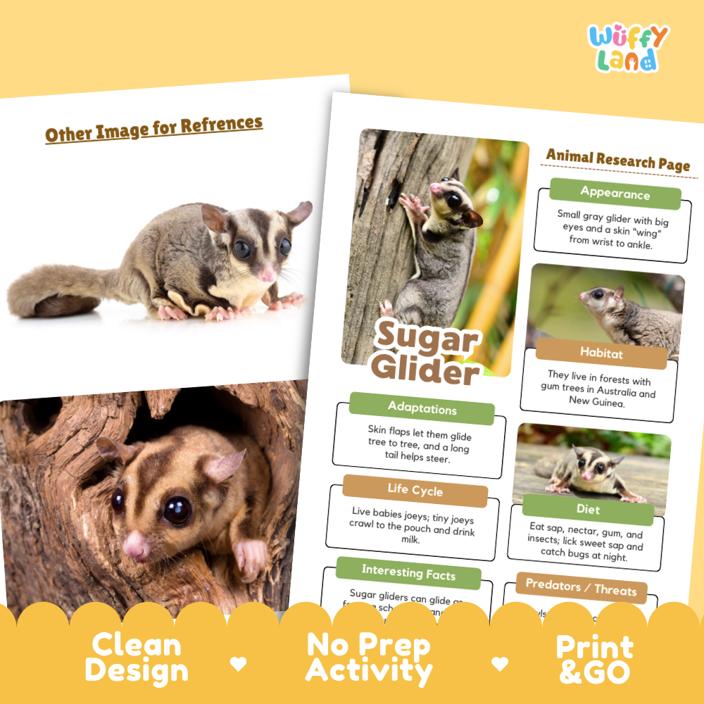 Sugar Glider Animal Research Page Worksheets