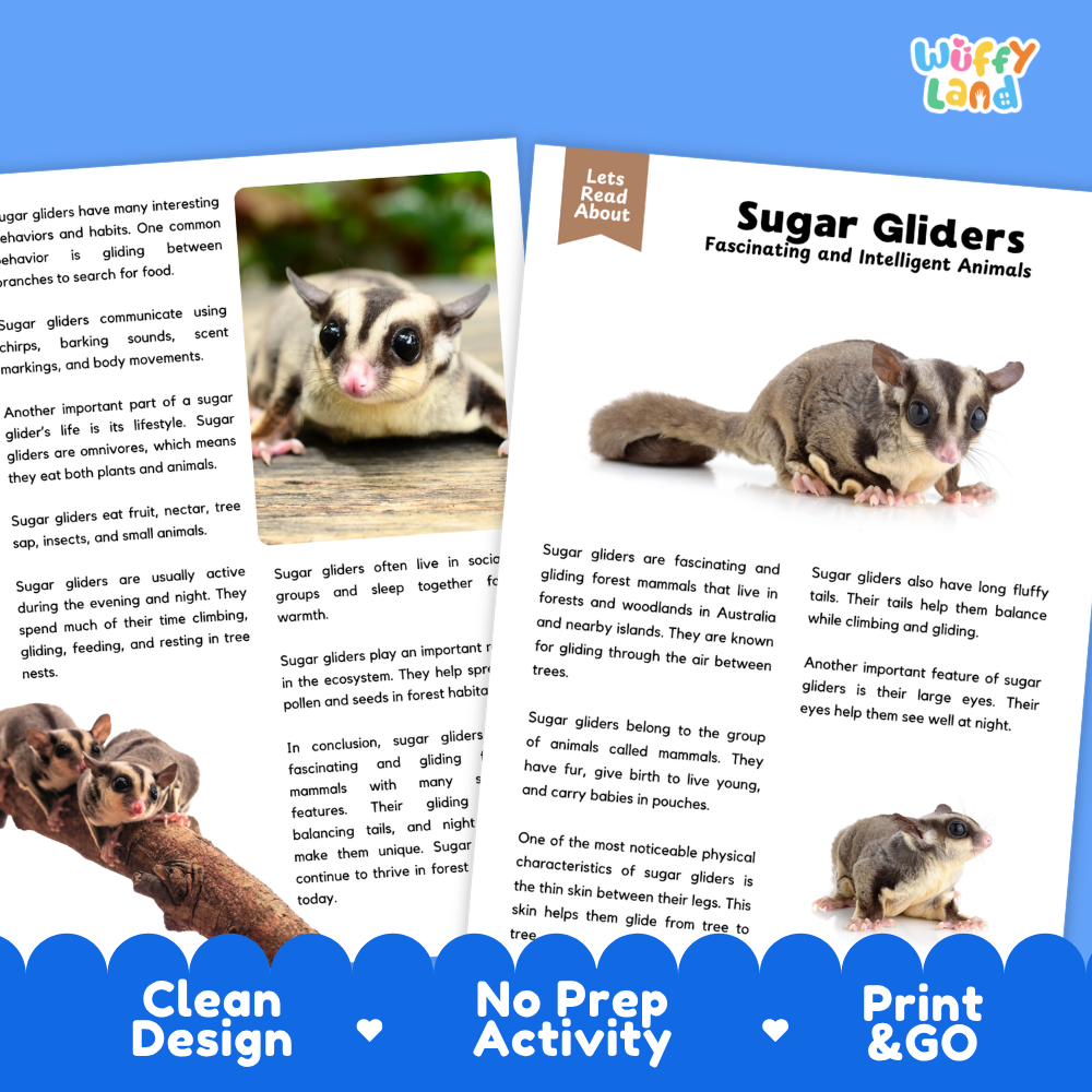 A children's educational activity sheet about sugar gliders, shown as a double-page spread with a small photo of a sugar glider on the right page. The sheet includes text such as 'Sugar Gliders' and 'Lets Read About,' plus a blue banner at the bottom reading 'Clean Design,' 'No Prep Activity,' and 'Print & Go.