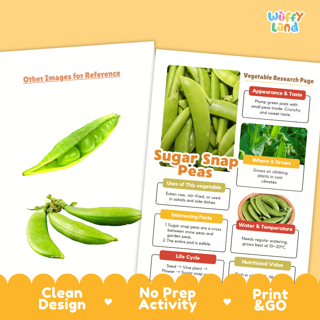 Sugar Snap Peas Vegetable Research Worksheets and Informational Fact Sheets
