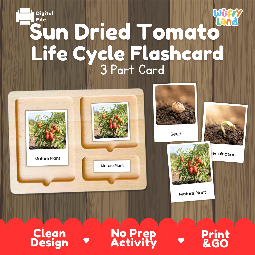 Montessori three-part cards featuring real photographs of tomato plant growth stages including mature plant, young plant, and germination 🗂️🏷️