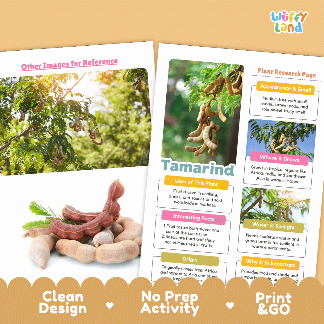 Tamarind Plant Research Page Worksheets and Fact Sheet