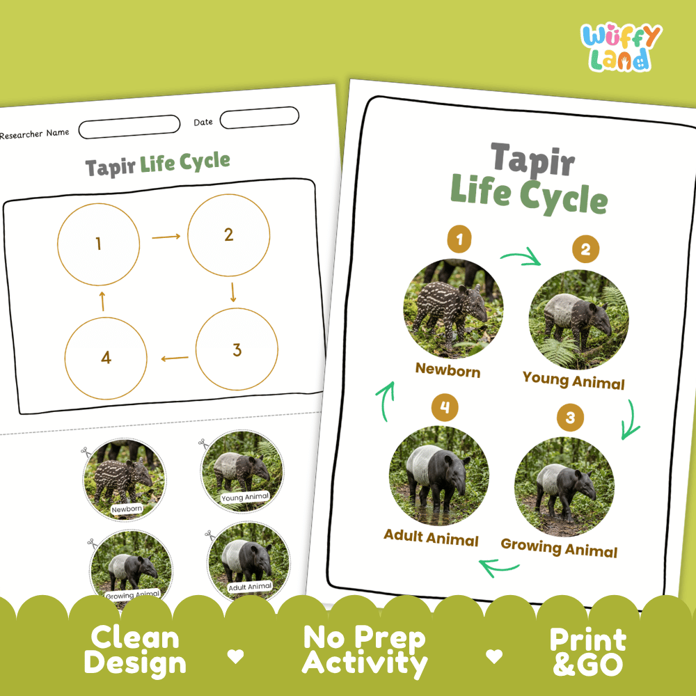 Tapir Life Cycle Poster and Cut and Paste Activity Worksheets
