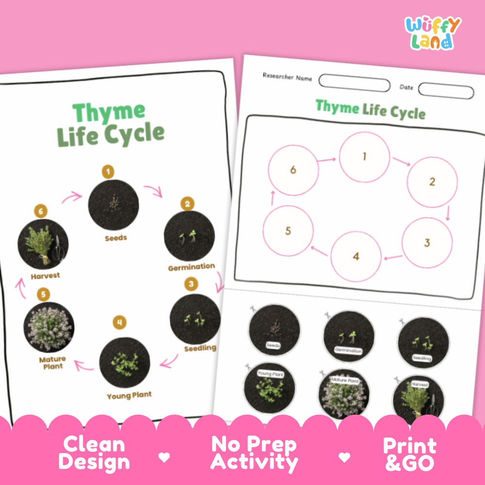 Thyme Lifecycle Poster and Cut and Paste Activity Worksheets | Plant Science Printables