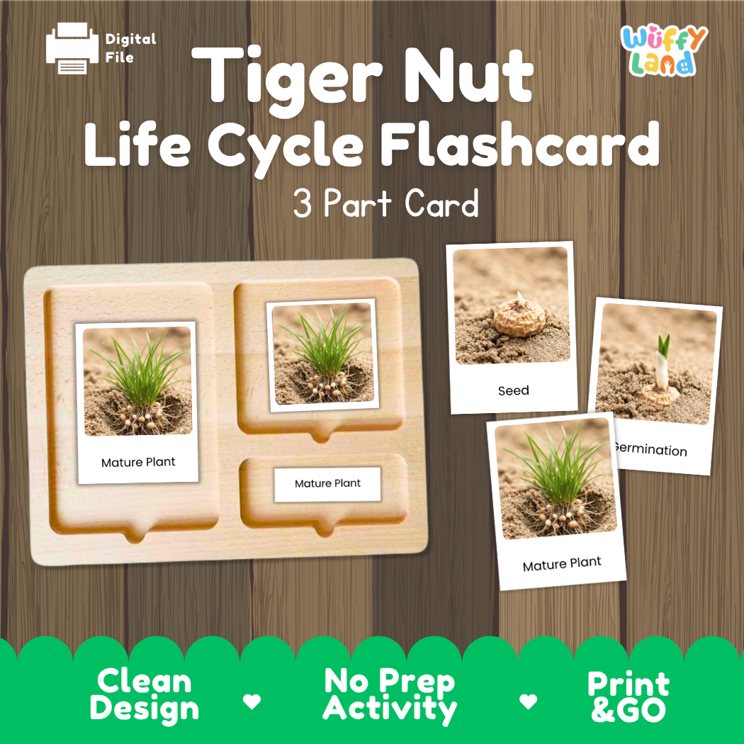 Montessori three-part cards featuring real photographs of tiger nut growth stages including mature plant, young plant, and germination 🗂️🏷️