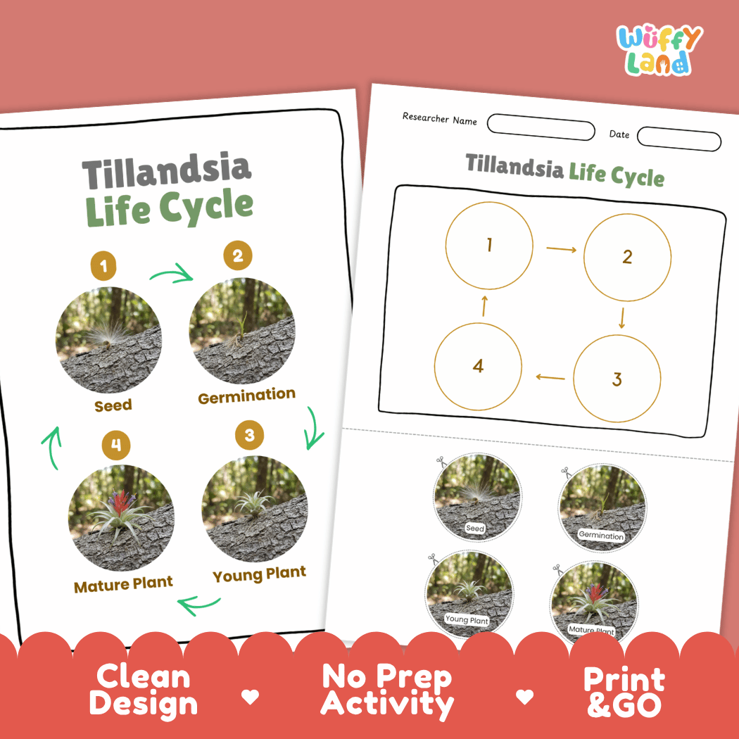 Tillandsia Life Cycle Poster and Cut and Paste Activity Worksheets