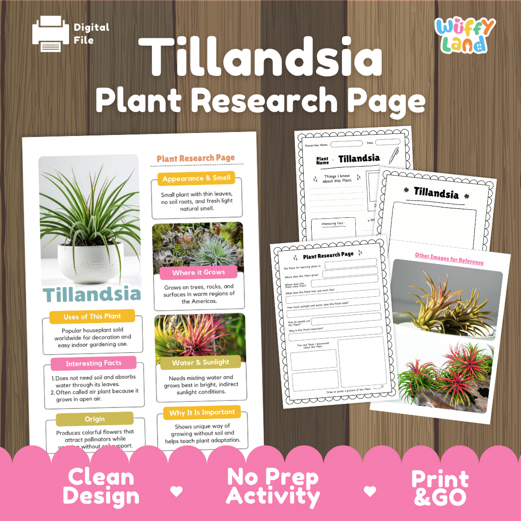 Student plant research page writing worksheets with real close up flowering Tillandsia air plant photos, lined note-taking prompts, and drawing frames