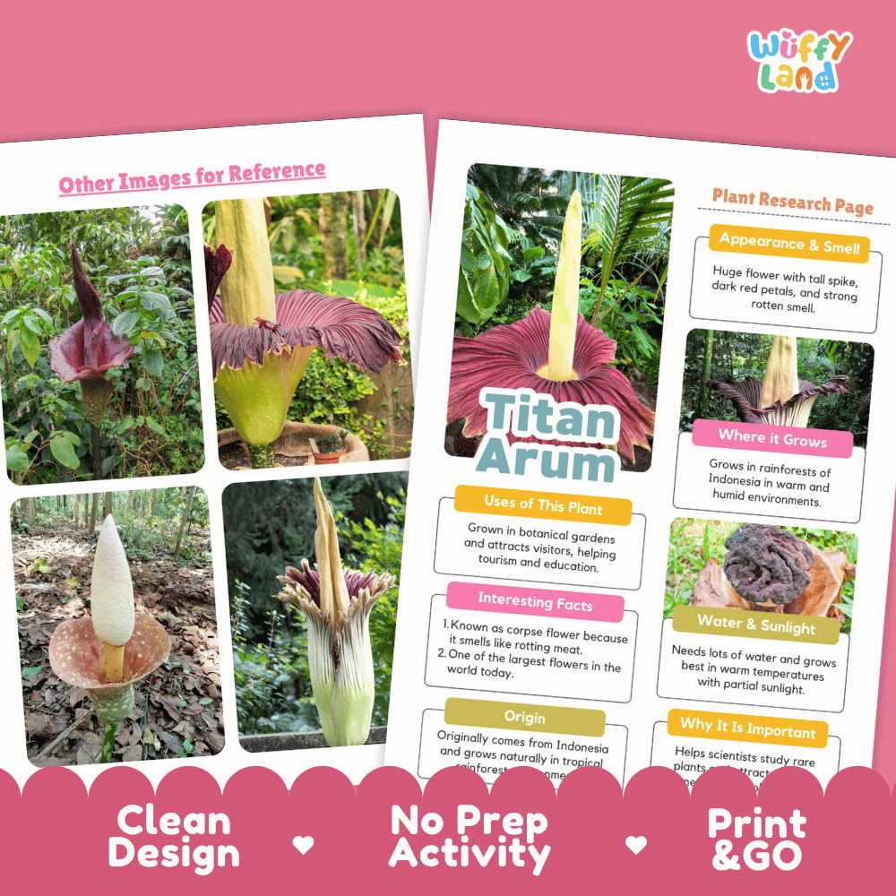 Titan Arum Plant Research Page Worksheets and Fact Sheet