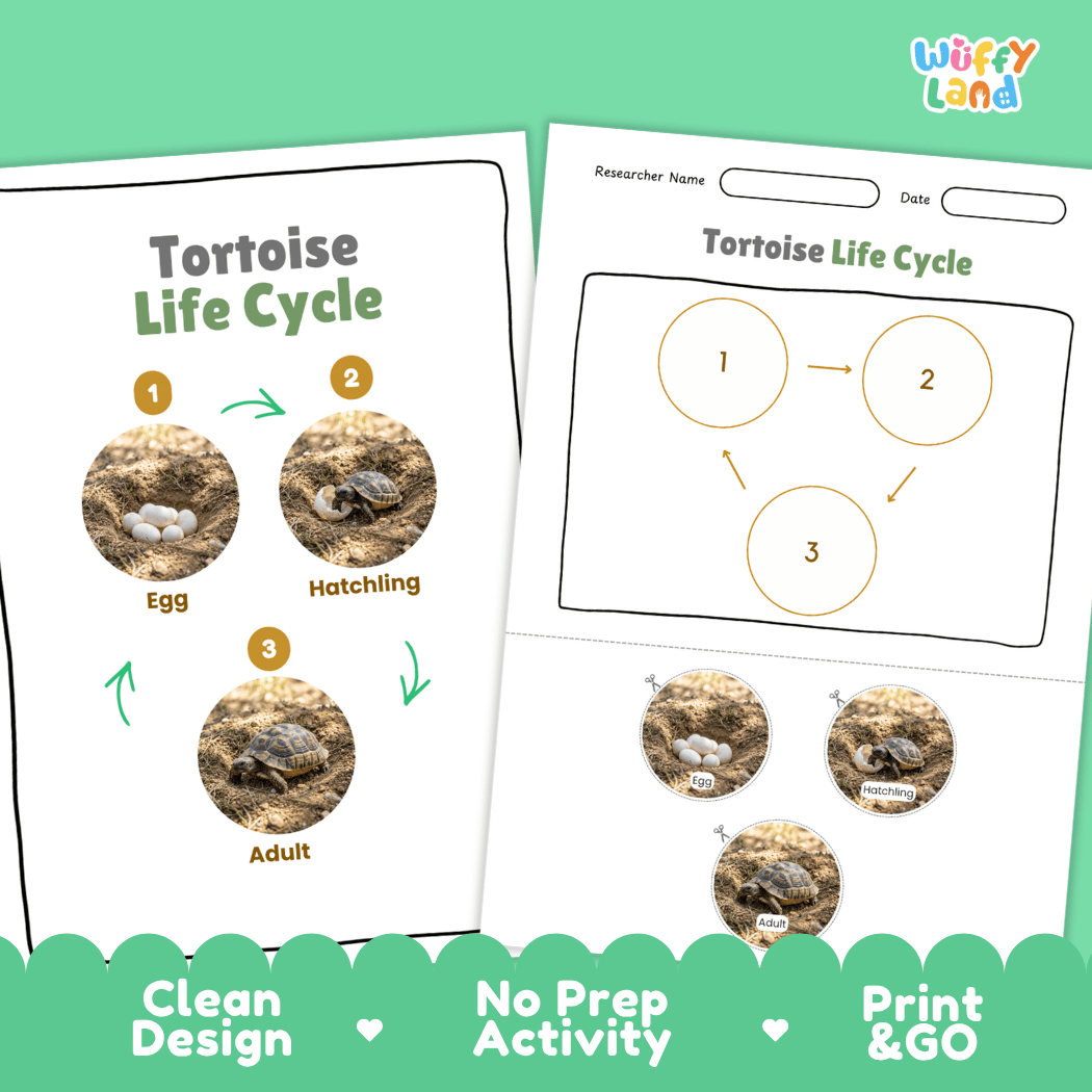 Tortoise Life Cycle Poster and Cut and Paste Activity Worksheet
