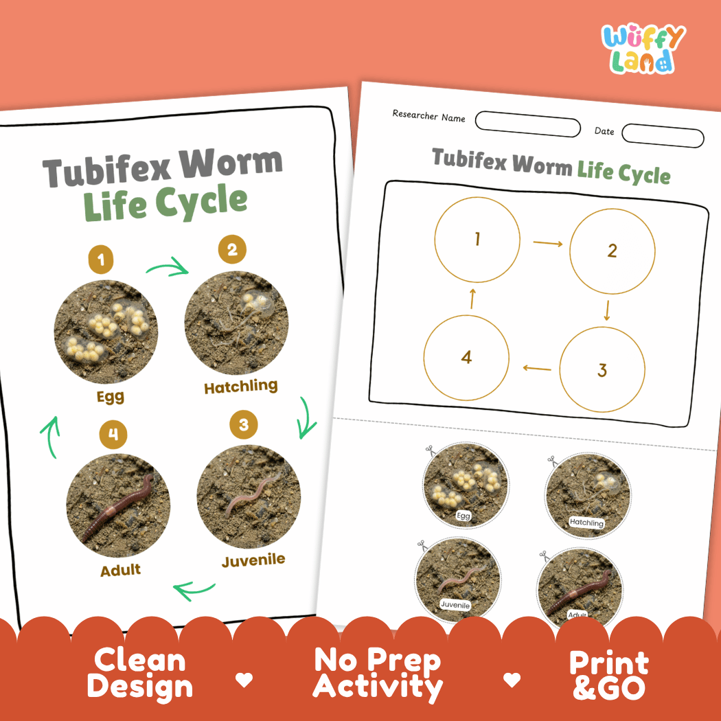 Tubifex Worm Life Cycle Poster and Cut and Paste Activity Worksheet