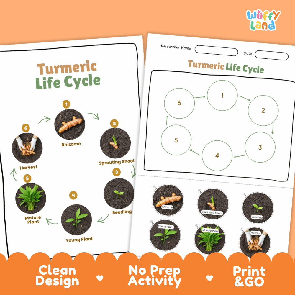 Turmeric Lifecycle Poster and Cut and Paste Activity Worksheets | Plant Science Printables