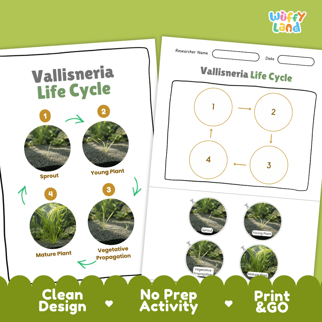 Vallisneria Life Cycle Poster and Cut and Paste Activity Worksheets