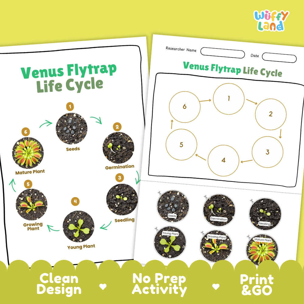 Venus Flytrap Lifecycle Poster and Cut and Paste Activity Worksheets | Plant Science Printables