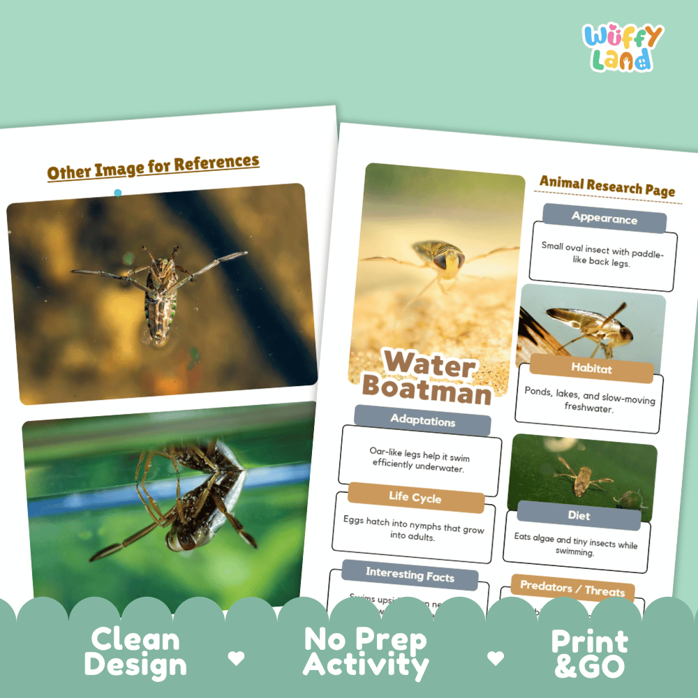 Water Boatman Animal Research Worksheets and Informational Fact Sheets