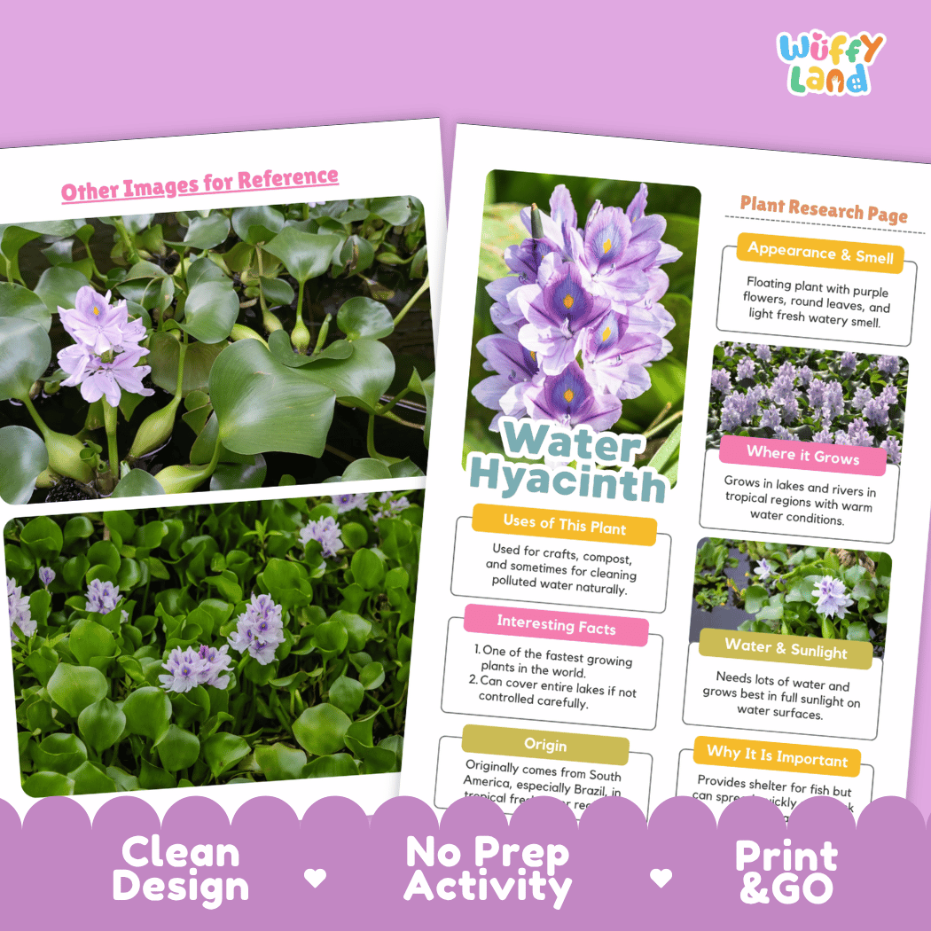 Water Hyacinth Plant Research Pages and Worksheets