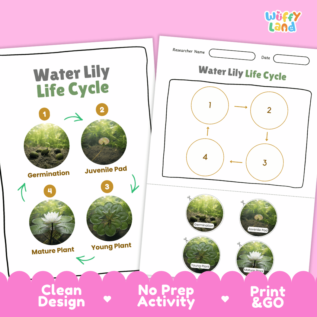 Water Lily Life Cycle Poster and Cut and Paste Activity Worksheets