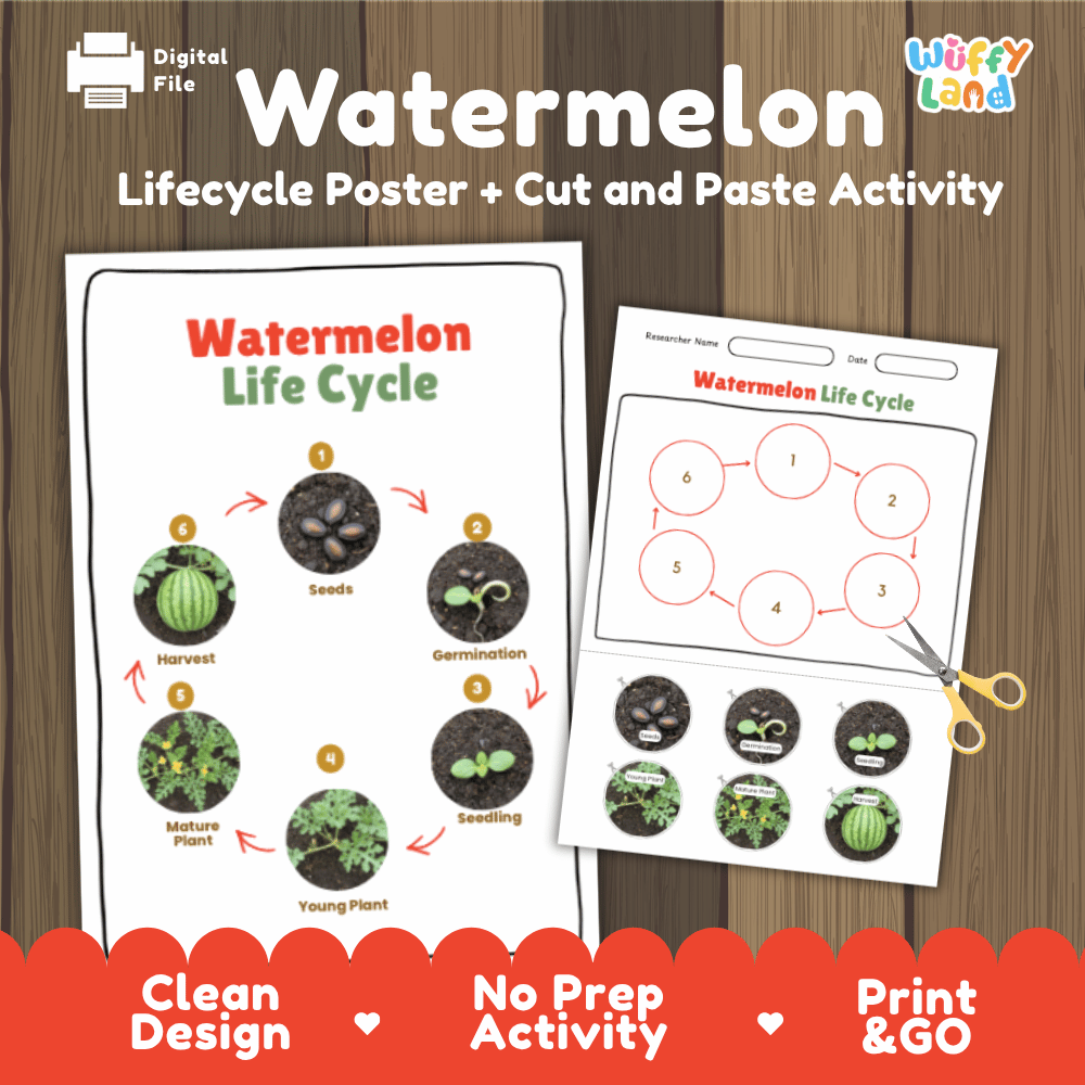 Printable watermelon 6-stage life cycle cut and paste worksheet with real photographs of seeds, germination, seedling, young plant, mature plant, and harvest ✂️🔄