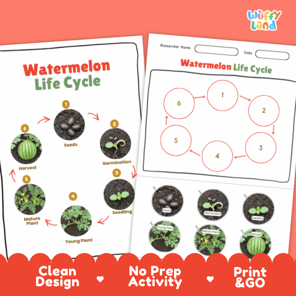 Watermelon Lifecycle Poster and Cut and Paste Activity Worksheets | Plant Science Printables