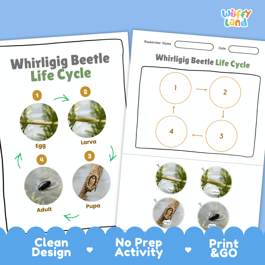 Whirligig Beetle Life Cycle Poster and Cut and Paste Activity Worksheet