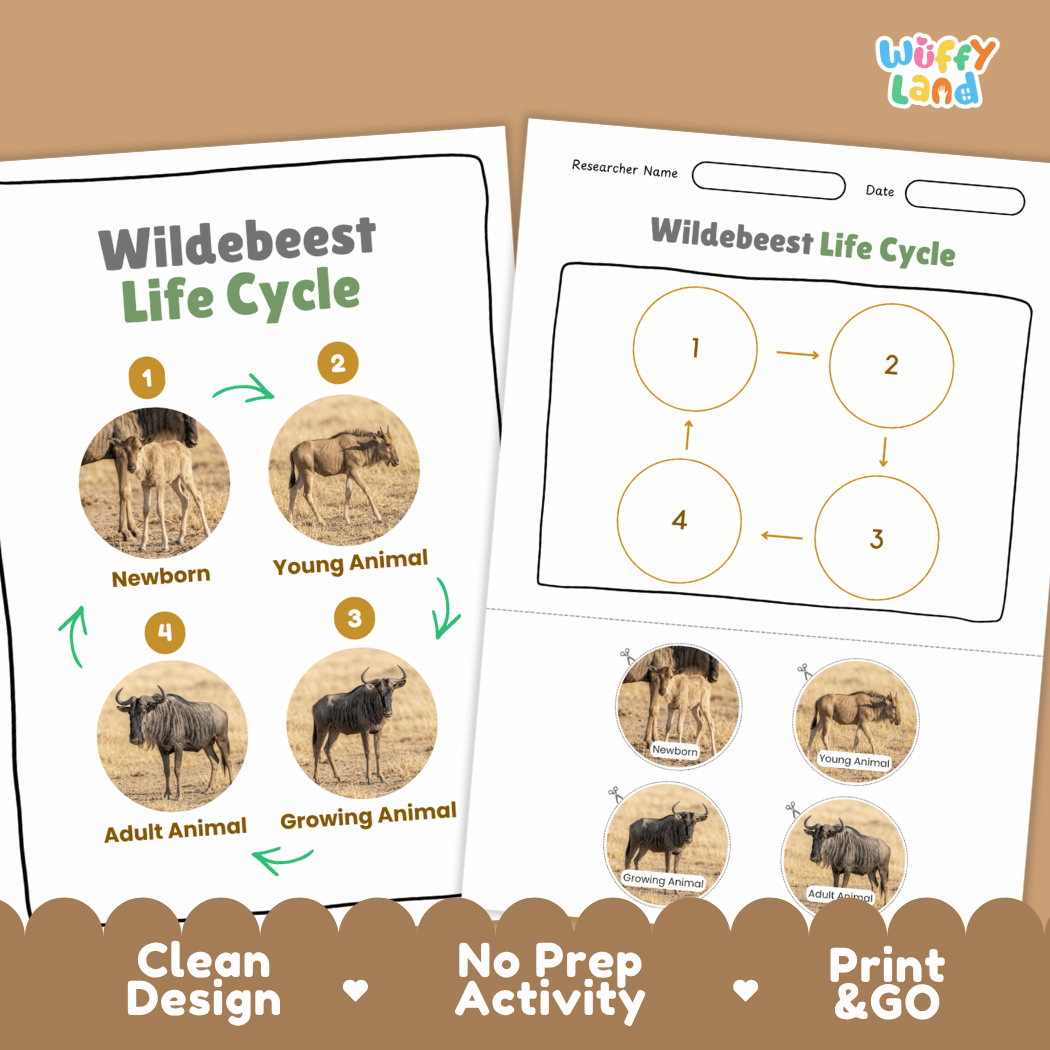 Wildebeest Life Cycle Poster and Cut and Paste Activity Worksheet