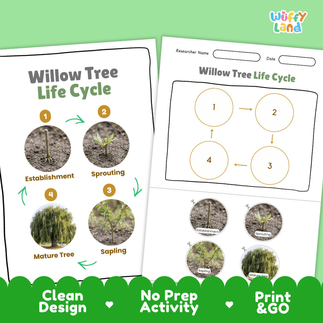 Willow Tree Life Cycle Poster and Cut and Paste Activity Worksheet