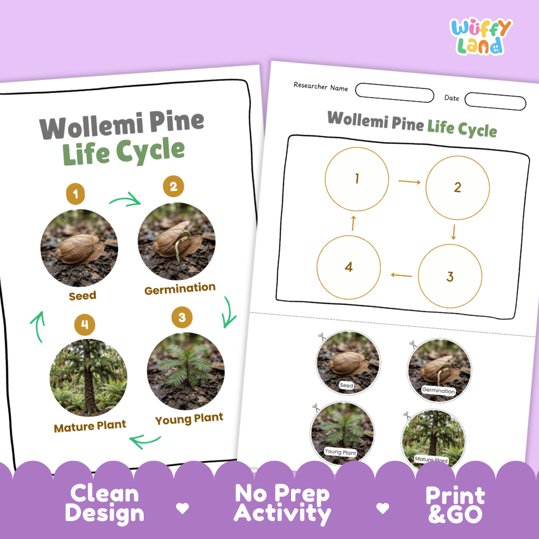 Wollemi Pine Life Cycle Poster and Cut and Paste Activity Worksheet