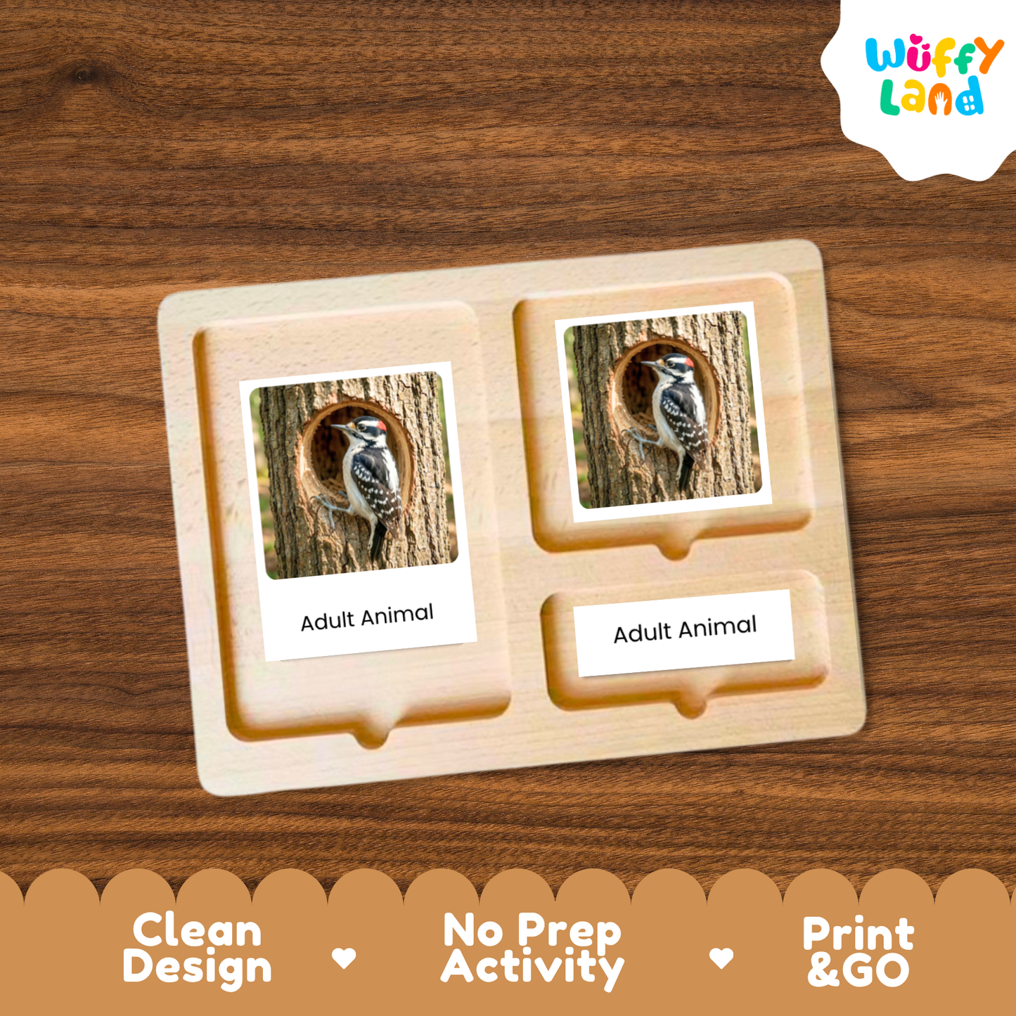 Woodpecker Life Cycle Flashcards | Montessori 3 Part Cards Science Activity