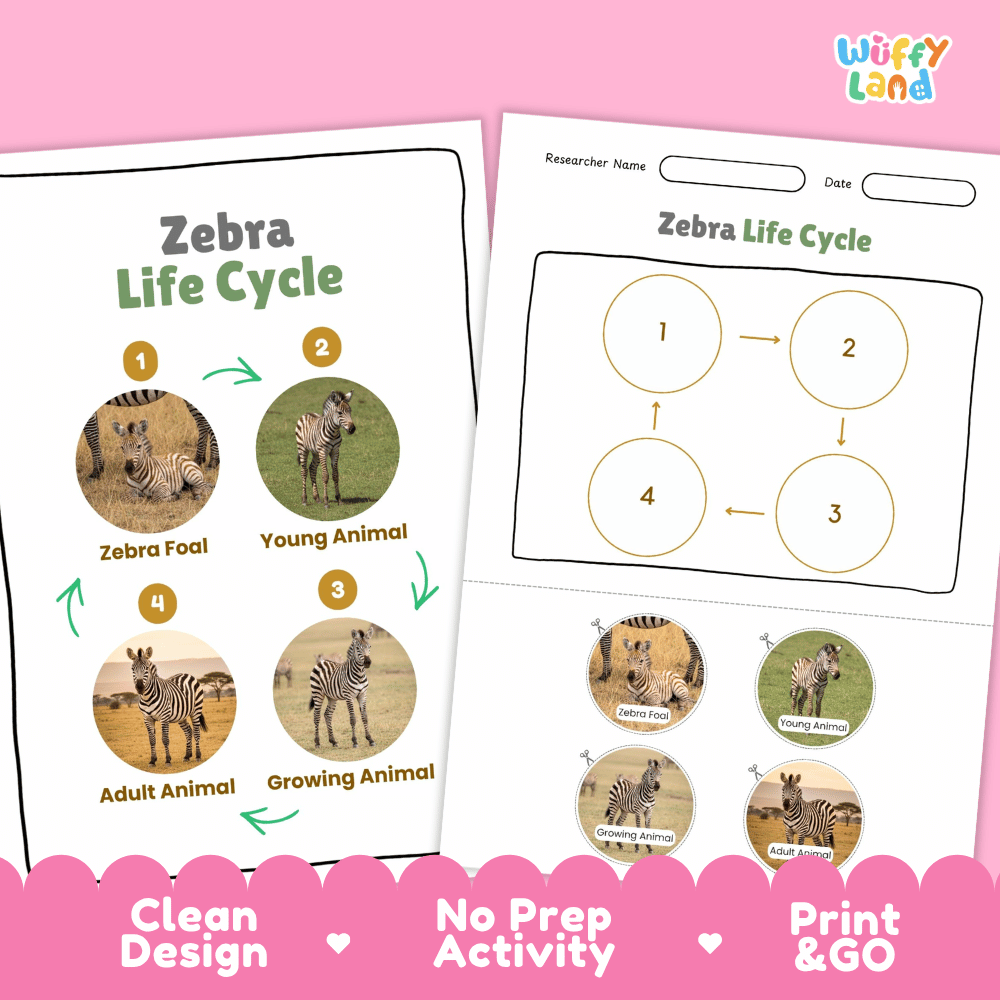 Zebra Life Cycle Poster and Cut and Paste Activity Worksheets